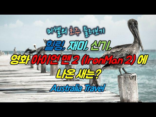 영화'아이언맨 2'에 나온 새는?1.Galah 2.Pelican 3.코카두(Cockatoo) 4.Blue Eyed Cocktoo(힐링, 재미,신기)