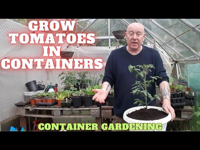 Grow Tomatoes In Containers Small Space Gardening [Gardening Allotment UK] [Grow Vegetables At Home