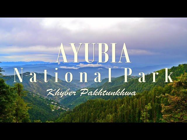 Beauty of AYUBIA | Ayubia National Park KPK Pakistan