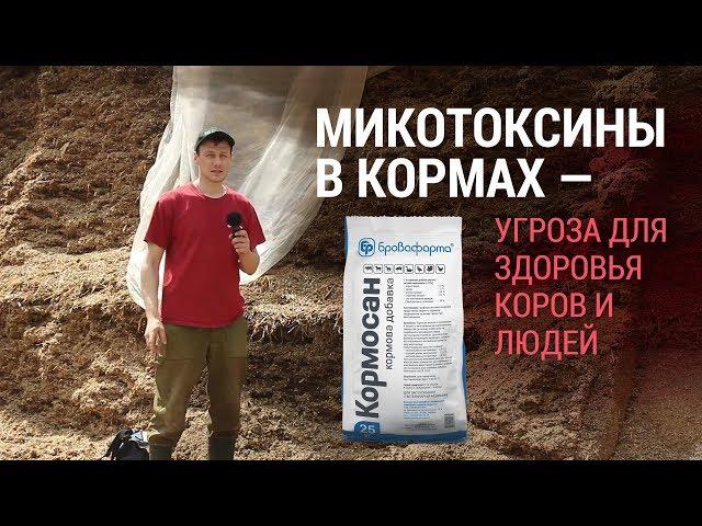 Микотоксины в кормах — угроза для здоровья коров и людей