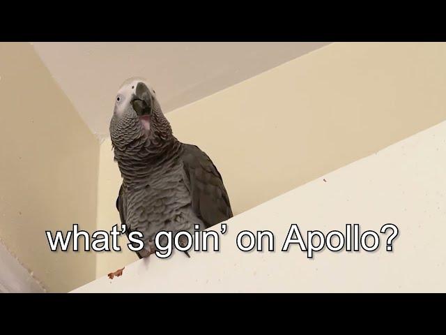 Apollo the Funniest Talking Parrot