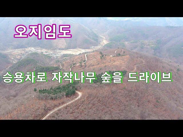 자작나무숲이 아름다운 오지임도를 자가용으로 쉽게 달릴수있다//오지임도 탐사여행// 노지차박 캠핑!!
