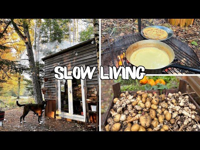 Cozy Autumn Days at My Tiny House With my DogPreparing for Winter!