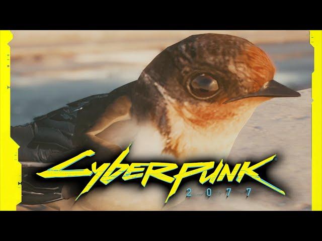 Cyberpunk 2077 Swallow