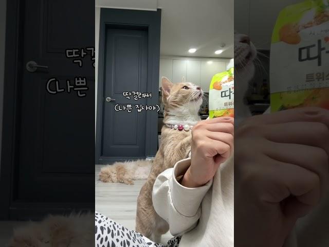 개냥이의 황당한 반응