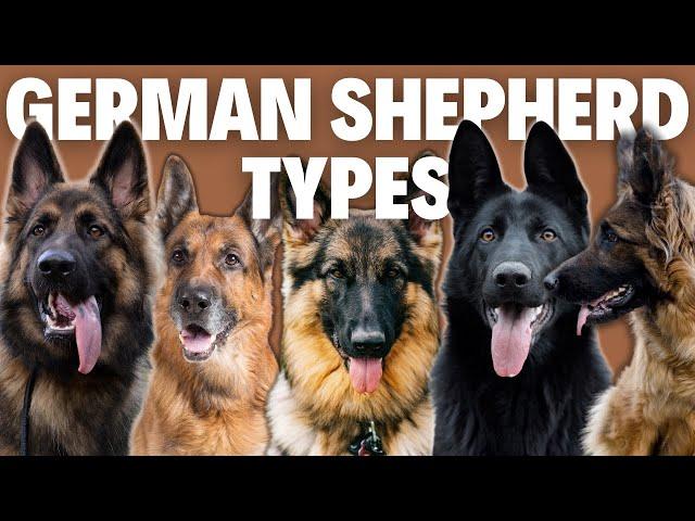 8 German Shepherd Breed Types - Simply Explained