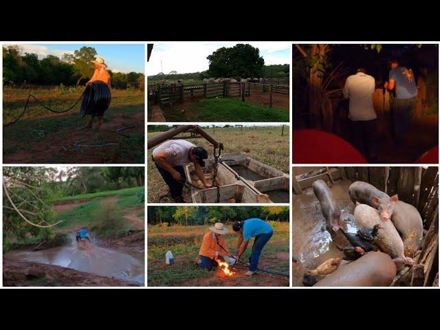 COLOCANDO BEBEDOUROS PRO GADO| NOVOS INTEGRANTES NO CHIQUEIRO| ARRUMANDO O MANGUEIRO