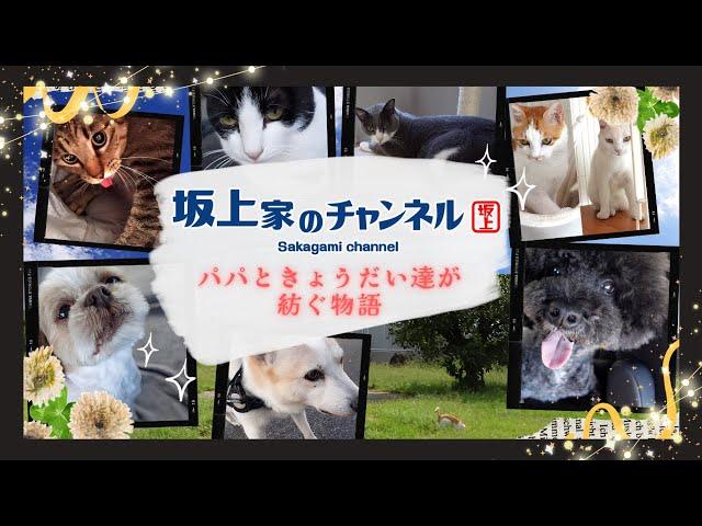 【坂上家最新映像】パパときょうだい達が紡ぐ物語