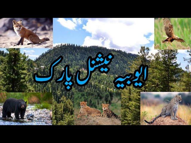 Ayubia National Park Pakistan Khanspur | Pakistan National Parks | ایوبیہ نیشنل پارک پاکستان