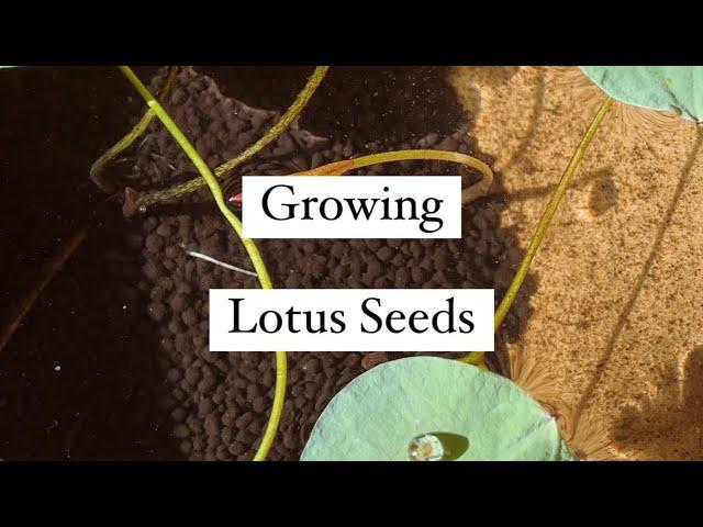 Growing Lotus Seeds / Care 🪷 #lotusseed #lotus #houseplants #plants #indoorplants