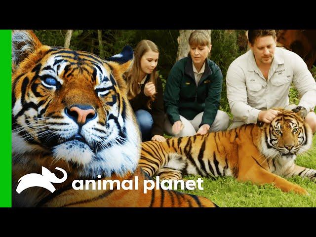 Australia Zoo's Tiger Conservation Programme | Crikey! It's The Irwins