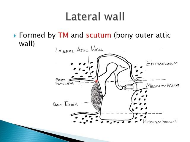Anatomy of middle ear | ENT Lecture Series