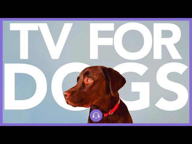 TV For Dogs - Relaxing Forest Walks - Virtual Dog Walking Video!