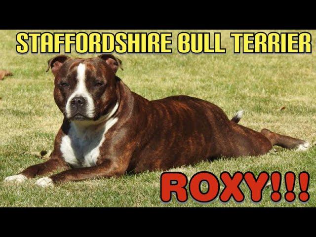 DOGS I STAFFORDSHIRE BULL TERRIER ROXY!