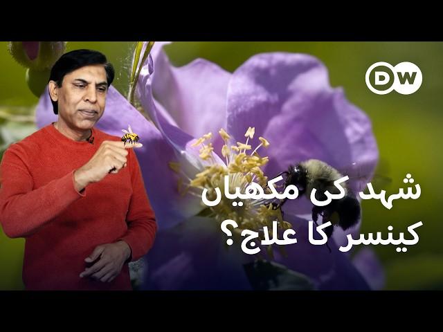 کینسر کے علاج میں معاون جنگلی شہد کی مکھیاں | DW Urdu |