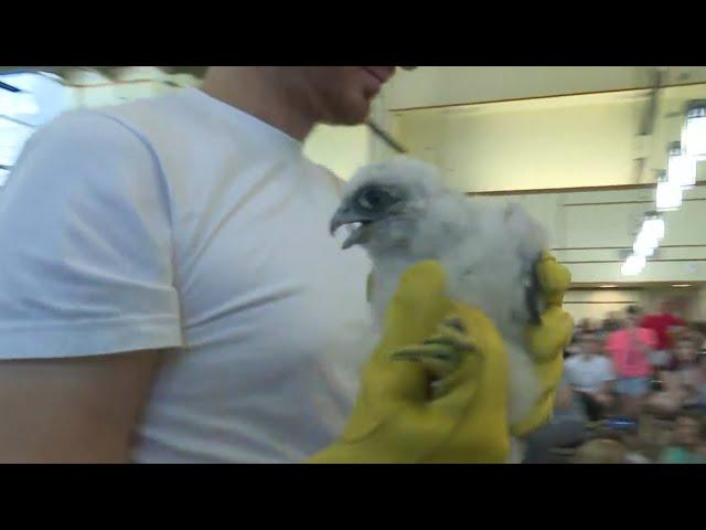 Meet 'Bibli' the falcon born on top of a library