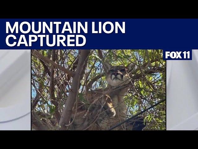 Mountain lion chased up tree by tiny dog in Tustin