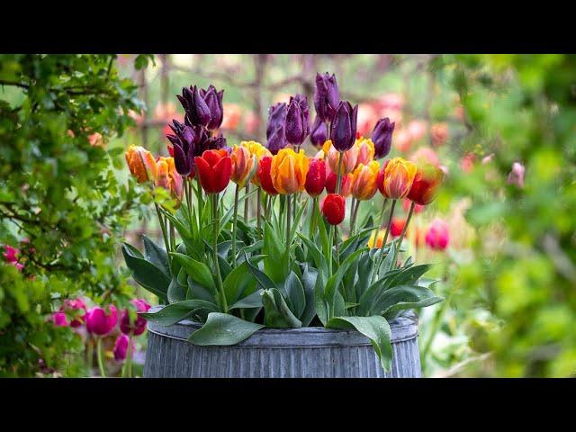 Venetian tulip collection | why Sarah loves this