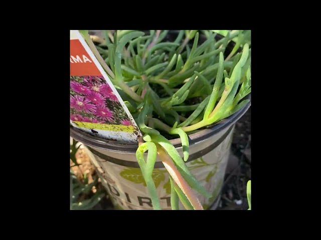 #44 Ice Plant (Delosperma) - How To Propagate 