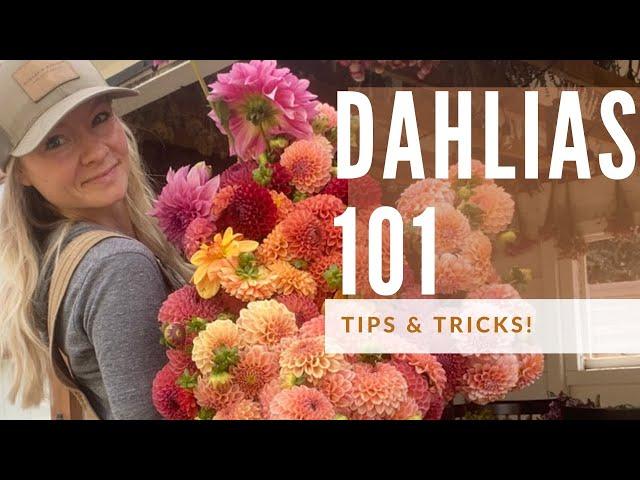 Dahlia Growing 101: how to grow great dahlias!