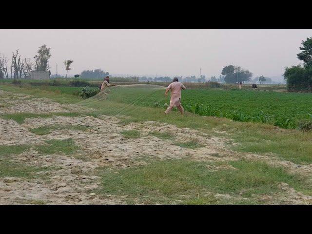 Quail Hunting With Net In Pakistan | Part 32 | Fateh Jang Tv