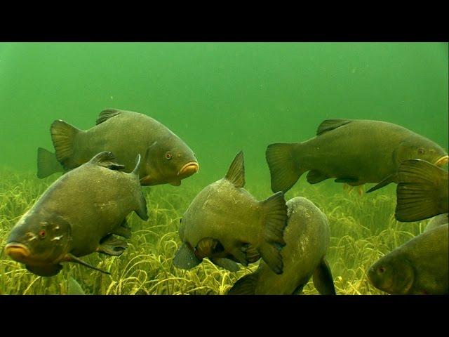 Huge tench & perch fish in crystal clear water, underwater camera.