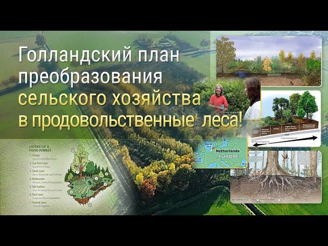 Голландский план преобразования сельского хозяйства в продовольственные леса!