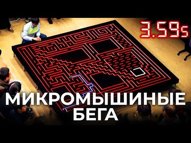 Микромышиные бега — самая быстрая гонка по лабиринту [Veritasium]