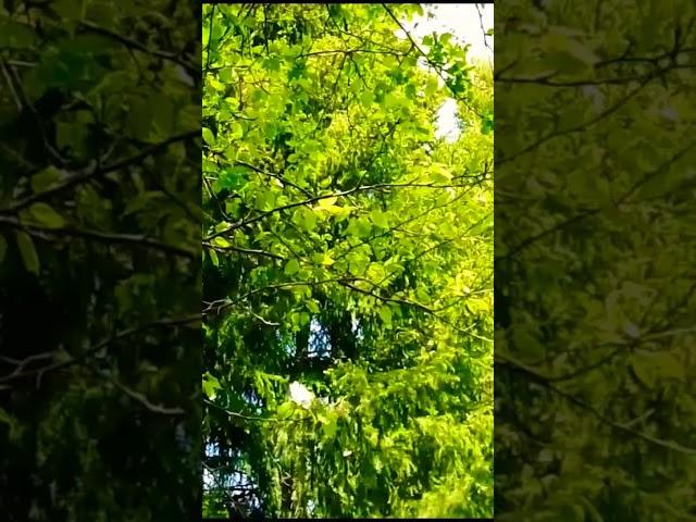 Красота Вокруг Нас | Зелёная энергия