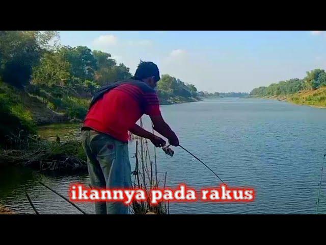 pake umpan andalan mancing tawes dapat banyak-ikhtiar mancing IM