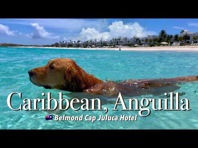 My DOG swims in Exotic Anguilla beachㅣLuxury Cap Juluca Belmond Hotel | Caribbean white sand beach