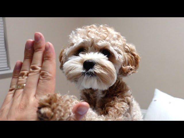 5 Easy Ways to Tell Your Dog 'I Love You'