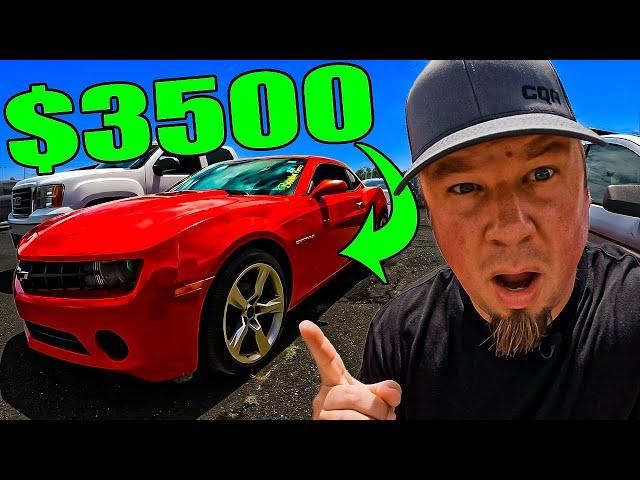 CRAZY PRICES At Car Auction! Dealers IN TROUBLE!