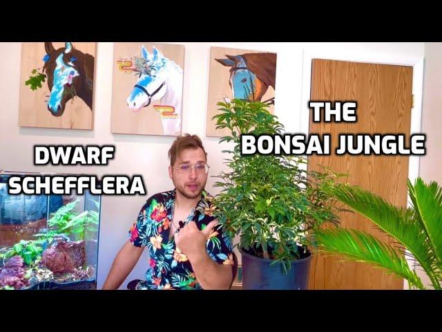 First Styling of my Dwarf Schefflera - The Bonsai Jungle