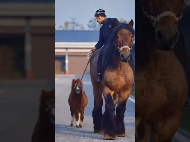 말과 당나귀 크기 비교