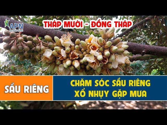APN - CHĂM SÓC HOA SẦU RIÊNG MÙA NGHỊCH XỔ NHỤY GẶP MƯA - THÁP MƯỜI, ĐỒNG THÁP