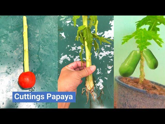 How to cuttings papaya | How to grow papaya