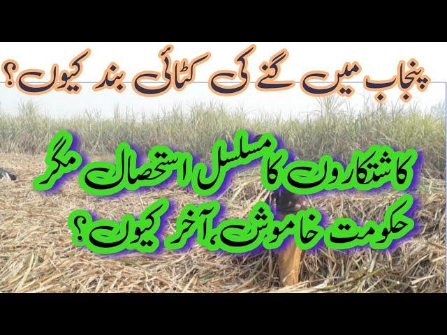 Sugarcane Farming in Punjab | Farmers in Trouble | Sugarcane Production |  Farmers Protest