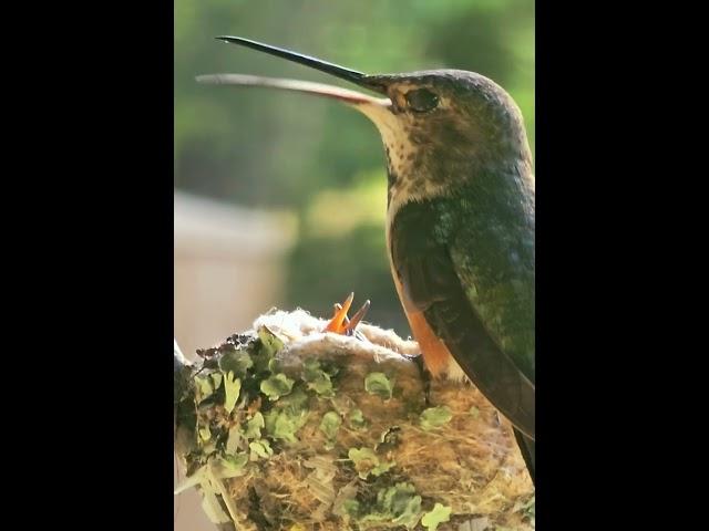 Learn the cutting-edge Hummingbird Parenting approach! #parenting #birds #young #babies #nesting