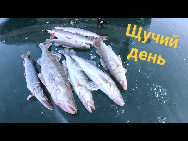 ЩУКИ и СУДАКИ из под стаи леща!!! Зимняя рыбалка!!! Декабрь 2024