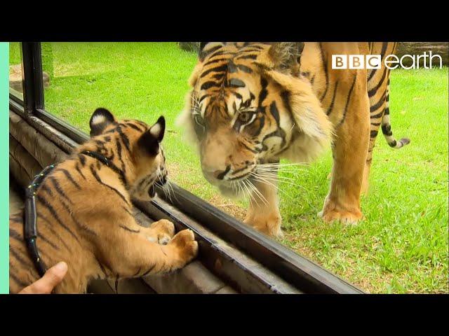 Cubs Meet Adult Tiger for the First Time | Tigers About The House | BBC Earth