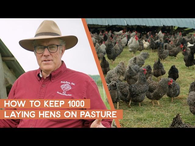 How to keep 1000 chickens for eggs on pasture | Joel Salatin