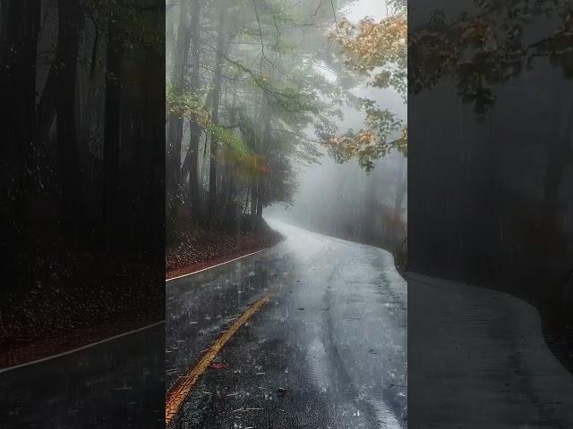 Rain all day.....#rain #weather #nature #forest #viralvideo #youtubeshorts #travel #viralshort