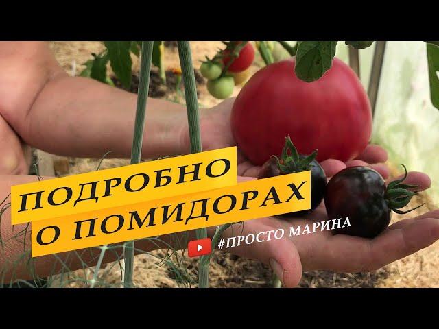 Как я выращиваю помидоры. Все этапы подробно! От А до Я.