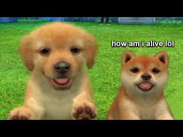 checking on my nintendogs after 10 years