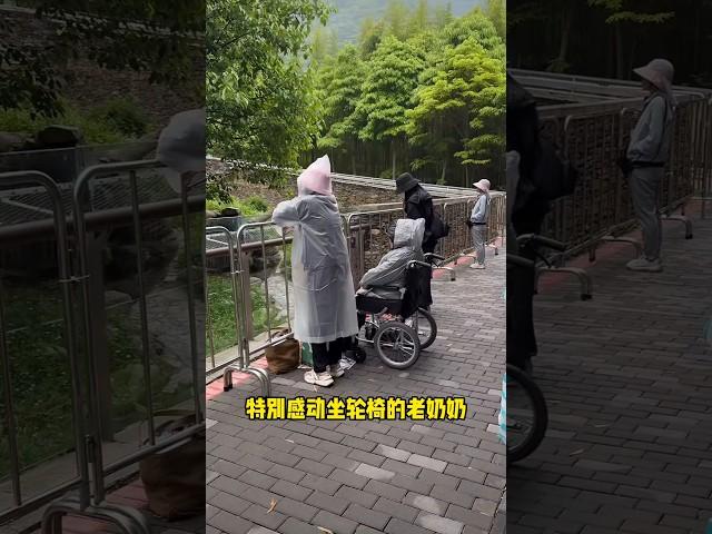 5.26坐轮椅的老奶奶特别让我感动，还有几分钟闭园了老奶奶还在守着福宝，好温馨的一幕#大熊猫 #大熊猫福宝 #panda #푸바오