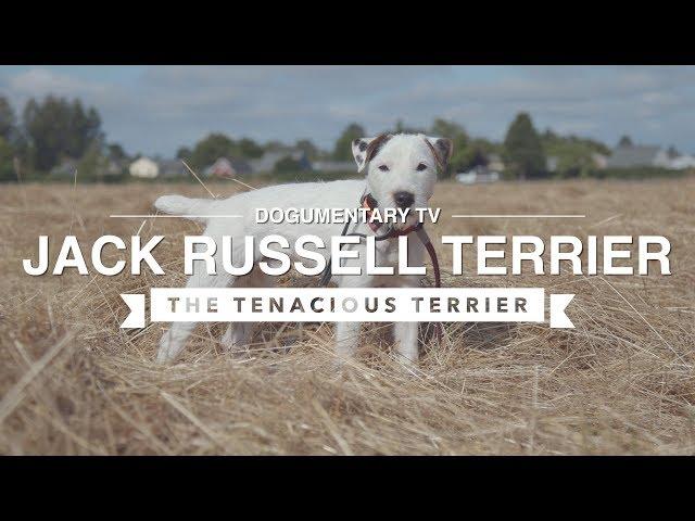 ALL ABOUT JACK RUSSELL TERRIER: THE TENACIOUS TERRIER