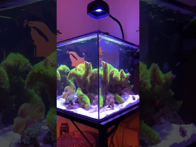 Waterbox Peninsula 25 #reef #saltwateraquarium #reeftank #fish #marineaquarium #coralreef #aquascape