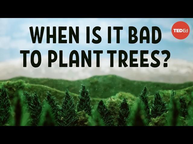 Does planting trees actually cool the planet? - Carolyn Beans