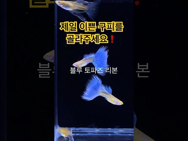 어떤 구피가 제일 이쁜가요? #구피 #구피분양 #구피치어 #구피키우기 #굽썰 #물고기 #어항